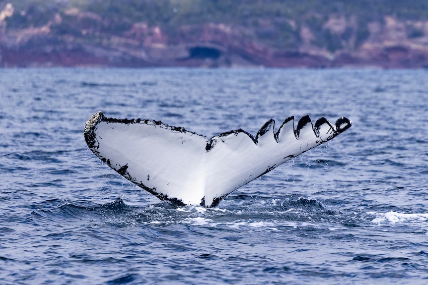 A whale's tail. One side is jagged.