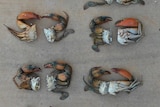 Mud crabs split down the middle, with their carapace missing