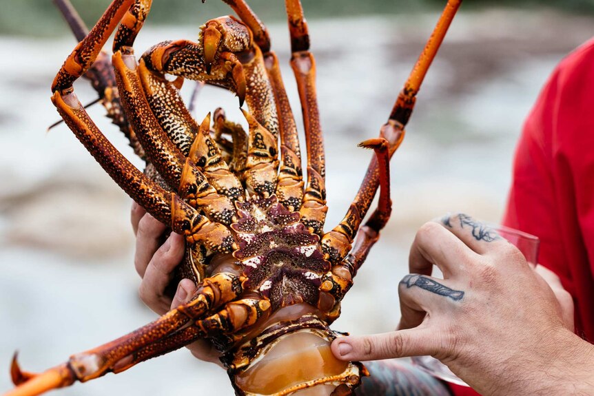 A person holds a crayfish on Flinders Island.