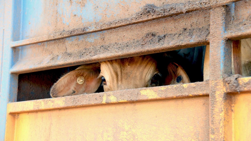 Cattle live export