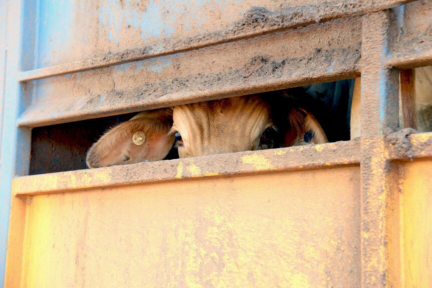 Cattle live export