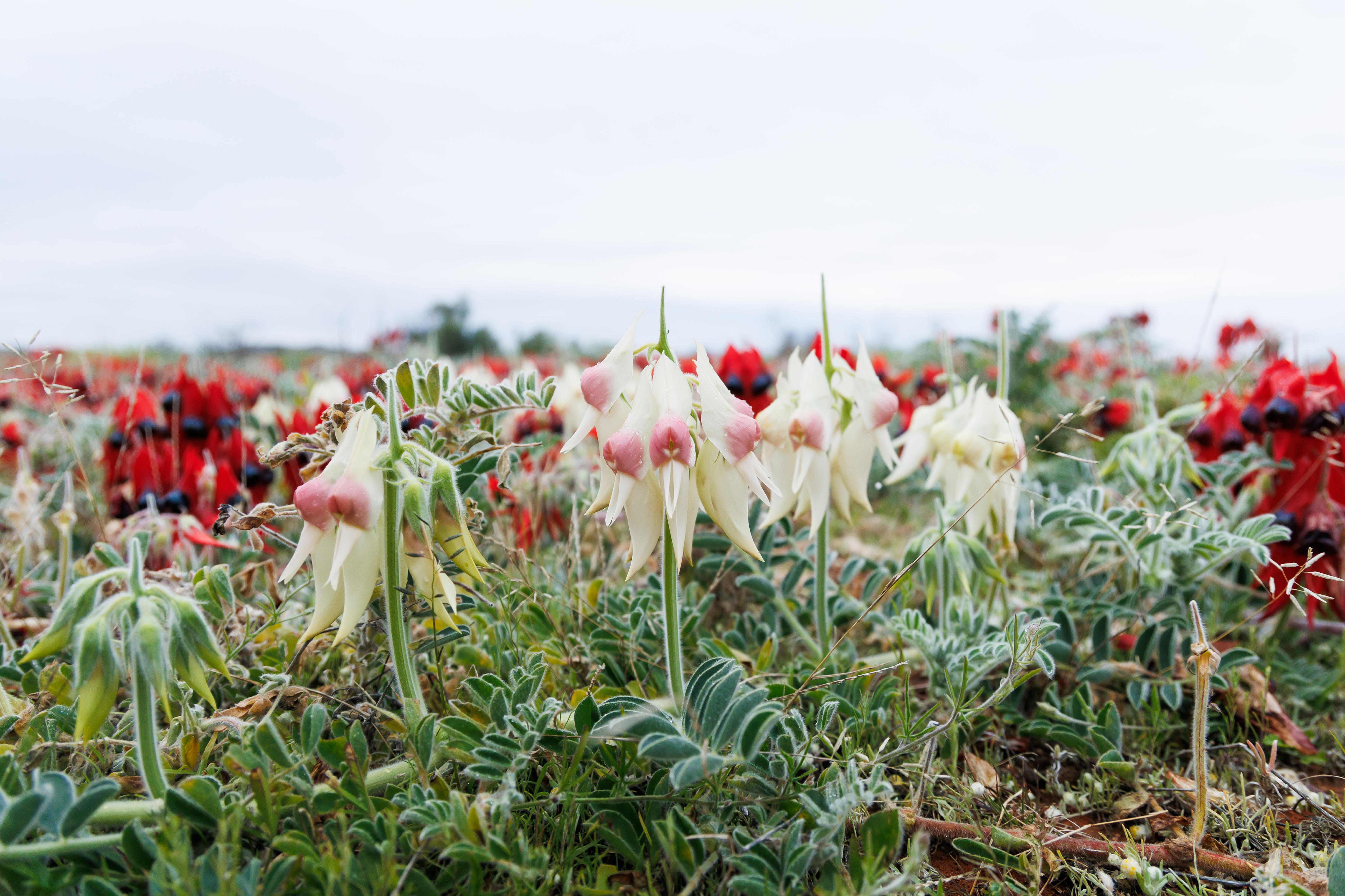 White and red Sturt's Desert Peas in bloom