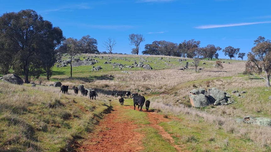 A paddock with cows 