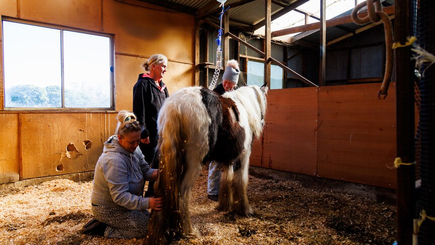 A sick horse being treated in a stable