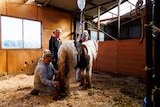 A sick horse being treated in a stable
