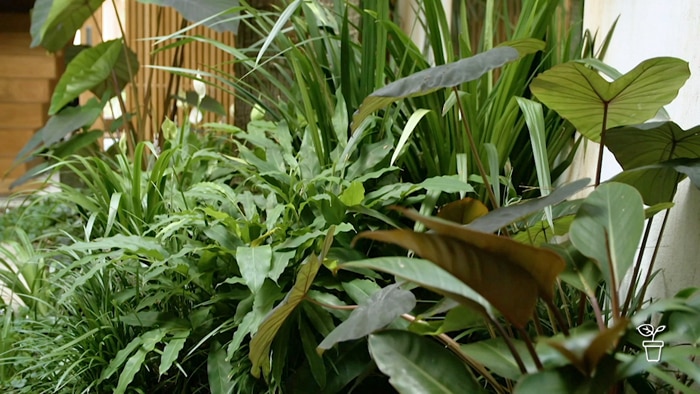 Green leafy plants in an internal courtyard