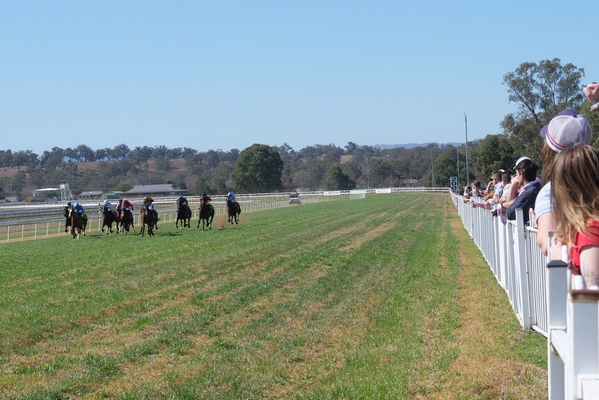 A pack of horses racing at the left of shot, on the right a white fence is lined with onlookers.