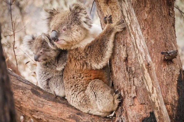 Koalas caught in fires