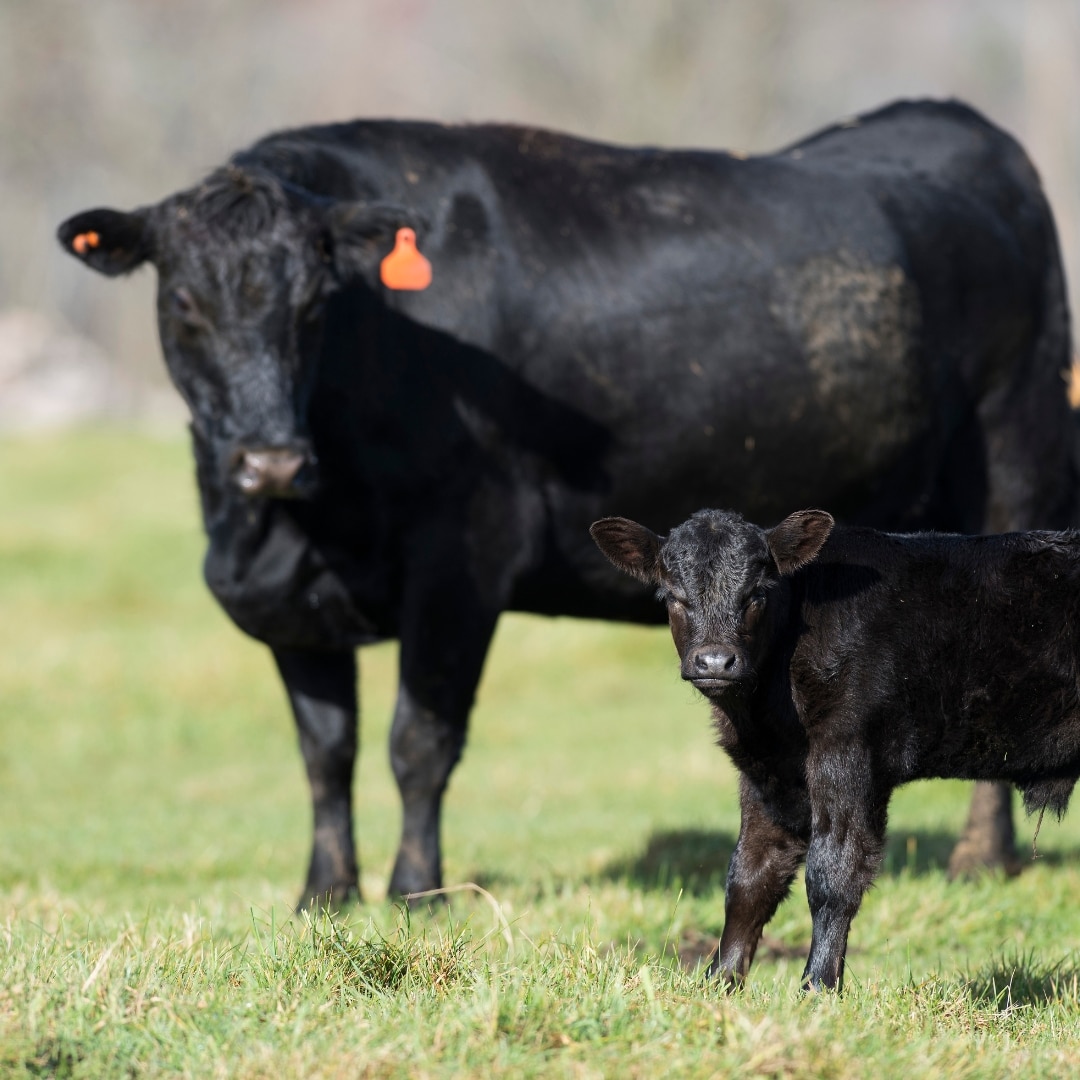Mid shot of a black angus cow and calf