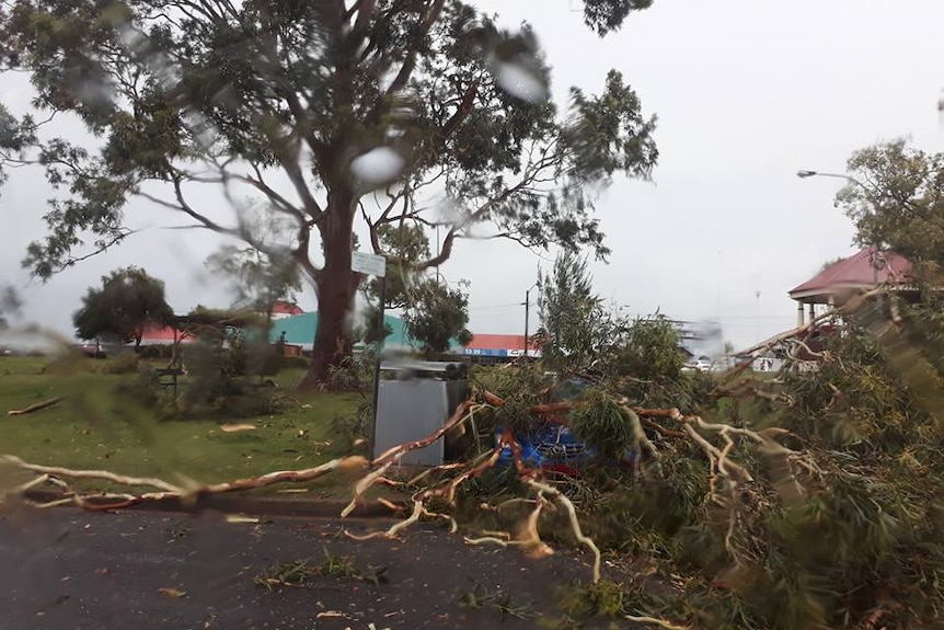 A tree collapsed in Kurri Kurri