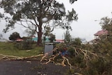 A tree collapsed in Kurri Kurri