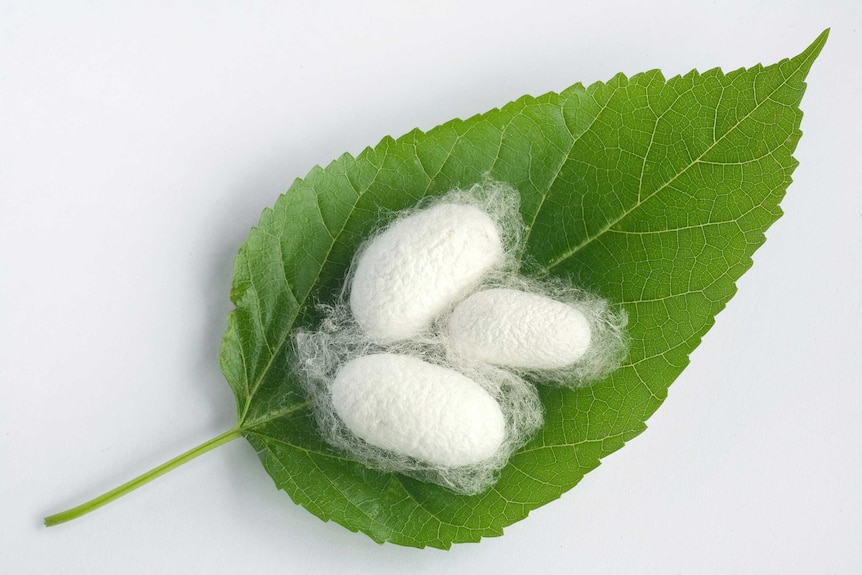 A silkworm cocoon rests on a mulberry leaf.