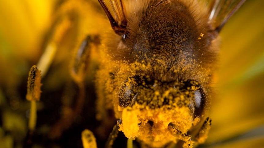 A bee with a face covered in pollen.
