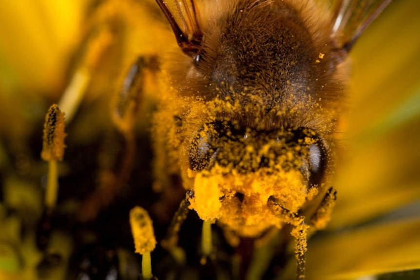 A bee with a face covered in pollen.