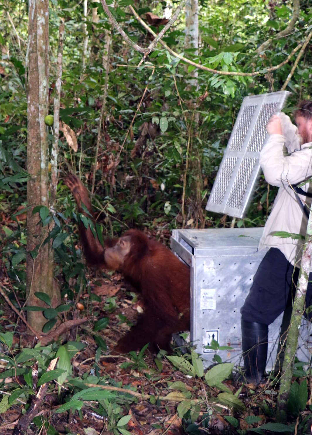 Perth Zoo orangutan released into Sumatran wild ABC News