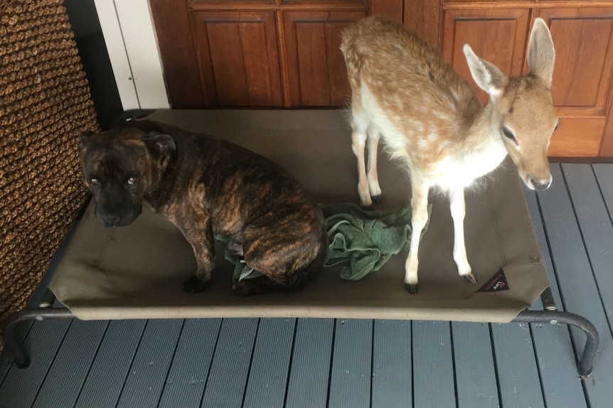 A brown dog and a baby deer on a dog bed.