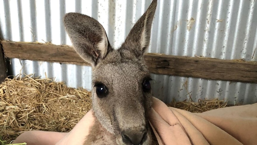 Kangaroo looks forward in an enclosure.