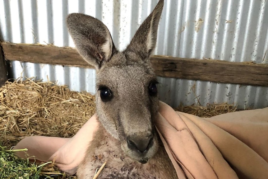 Kangaroo looks forward in an enclosure.