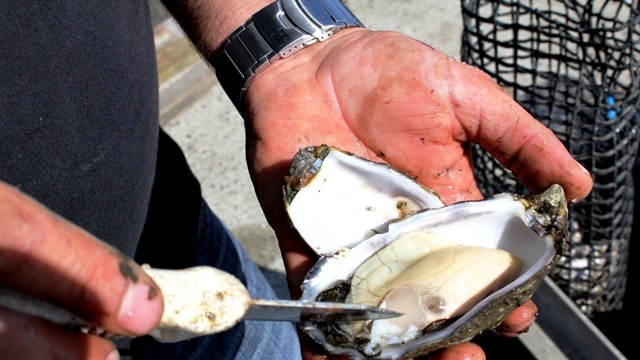 Man holding a Pacific oyster