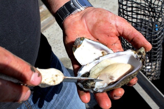 Man holding a Pacific oyster