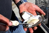 Relief for Port Stephens oyster growers, with tests showing a contamination scare at Williamtown has not affected local oysters.