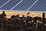 Sheep sit and lie in the shade of solar panels