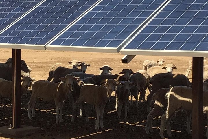 Sheep sit and lie in the shade of solar panels