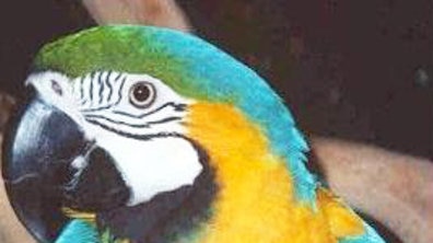 macaw - file photo