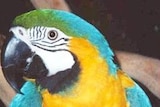 macaw - file photo