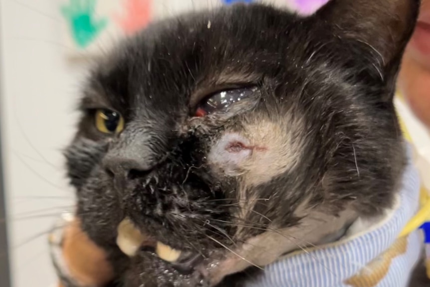 A cat's face, side-on, with an injured eye and jaw and wearing a collar.
