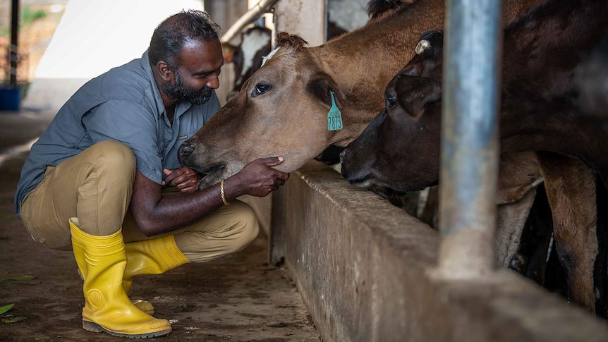 Lammermoor Estate dairy farm manager Malik Gunasekaran strokes the nose of a cow.