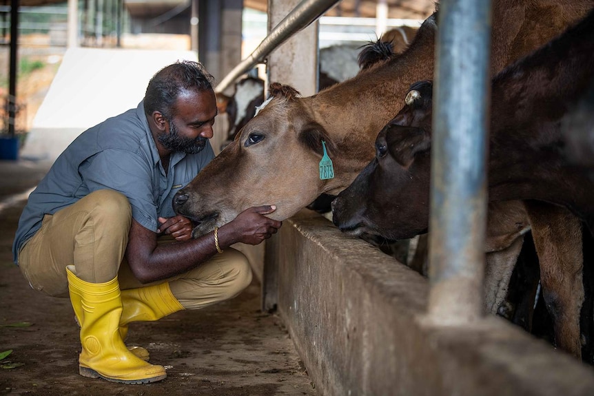 Lammermoor Estate dairy farm manager Malik Gunasekaran strokes the nose of a cow.