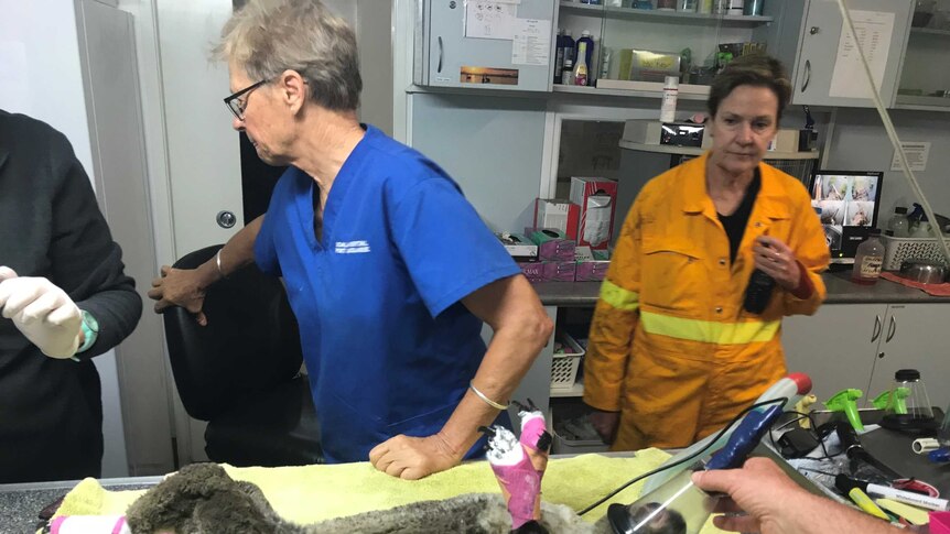 A fire-affected koala on an operating table receives treatment at the Koala Hospital in Port Macquarie.