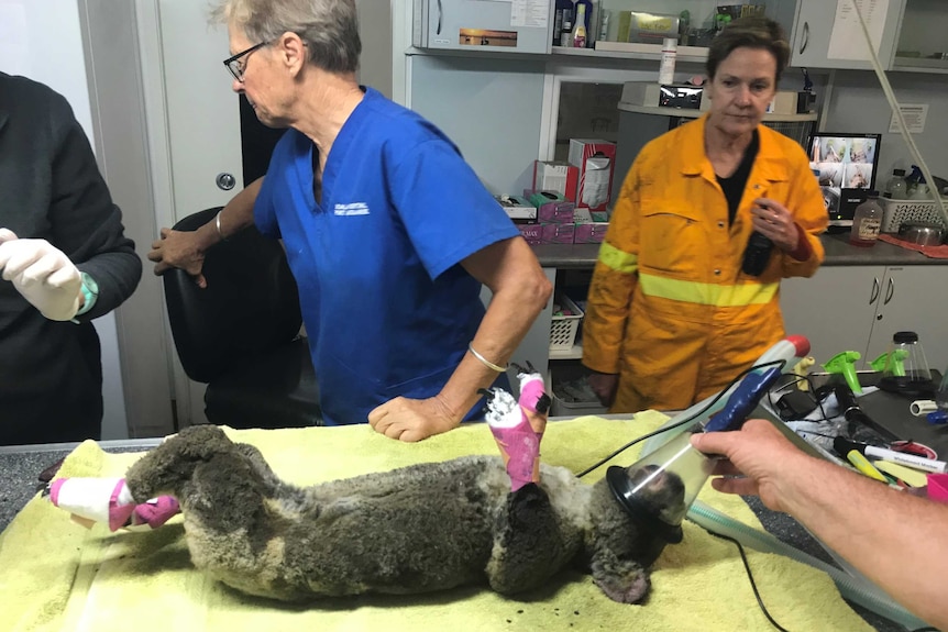 A fire-affected koala on an operating table receives treatment at the Koala Hospital in Port Macquarie.