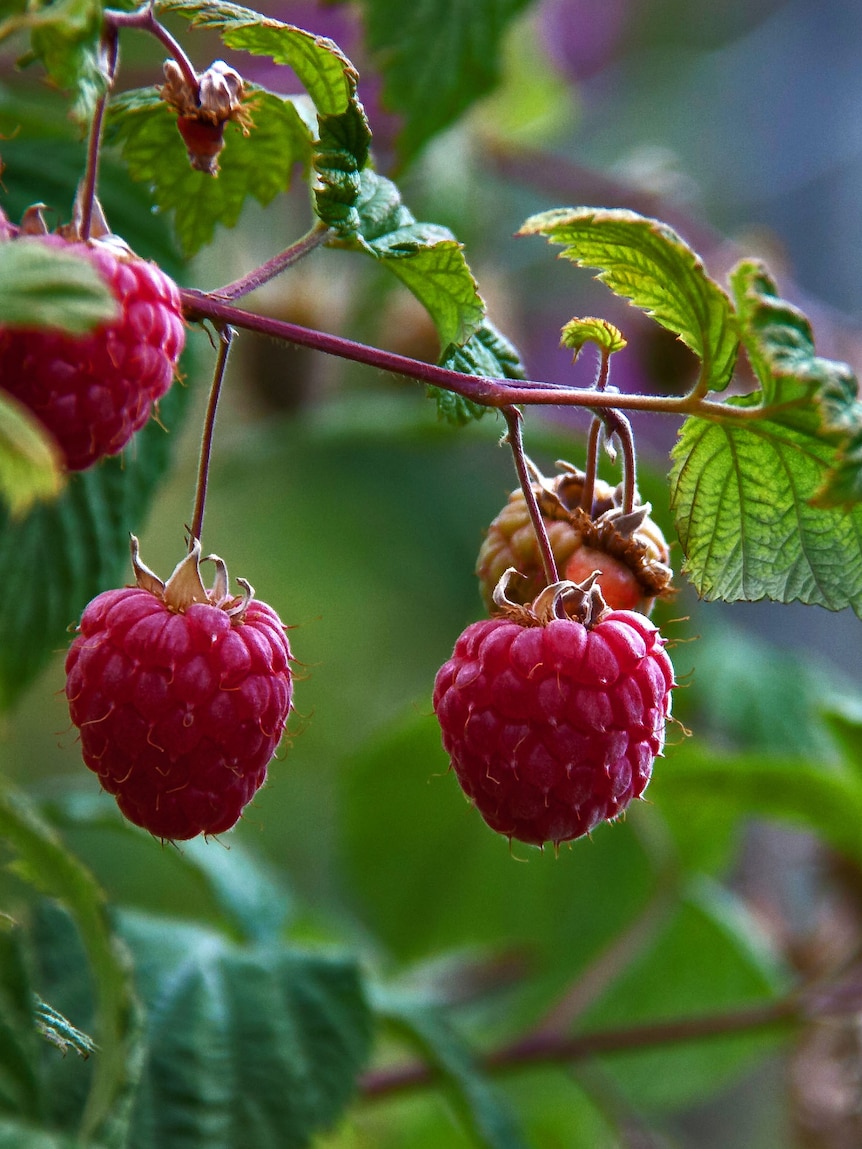 Raspberries on a plant.
