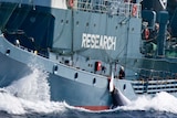 Japanese whaling harpoon ship the Yushin Maru 2 tows a minke whale.
