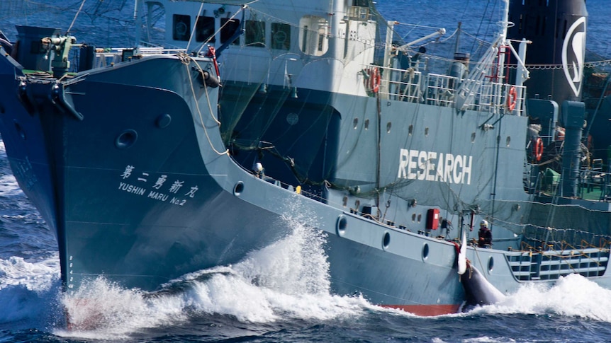 Japanese whaling harpoon ship the Yushin Maru 2 tows a minke whale.