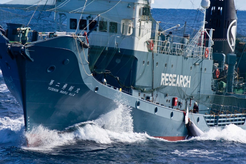 Japanese ship tows minke whale in Southern Ocean