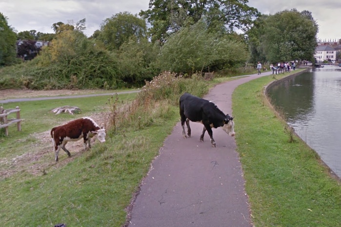 Cow in Google Street View