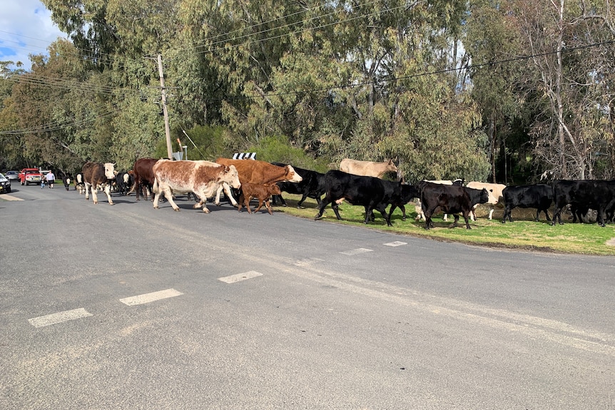 Cows walking along road and onto grass.