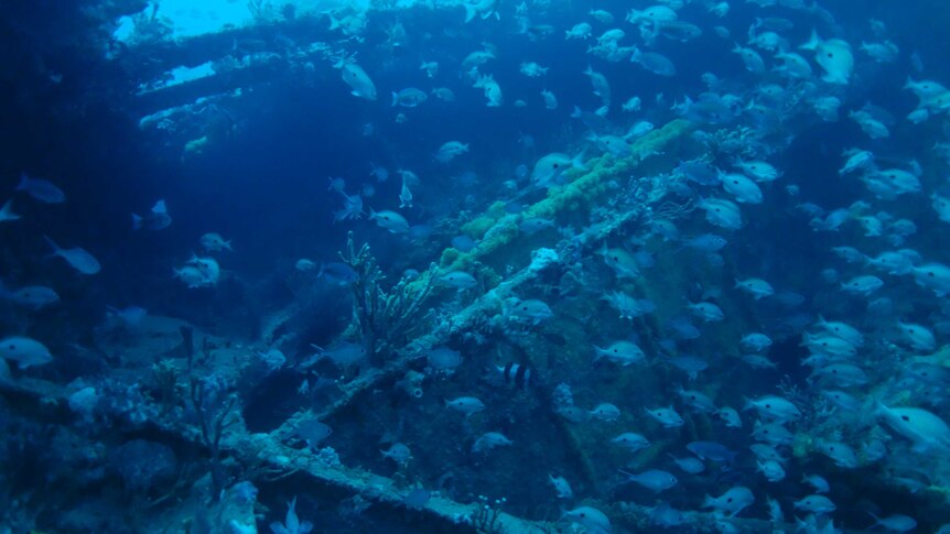 Detail of the Carlisle shipwreck