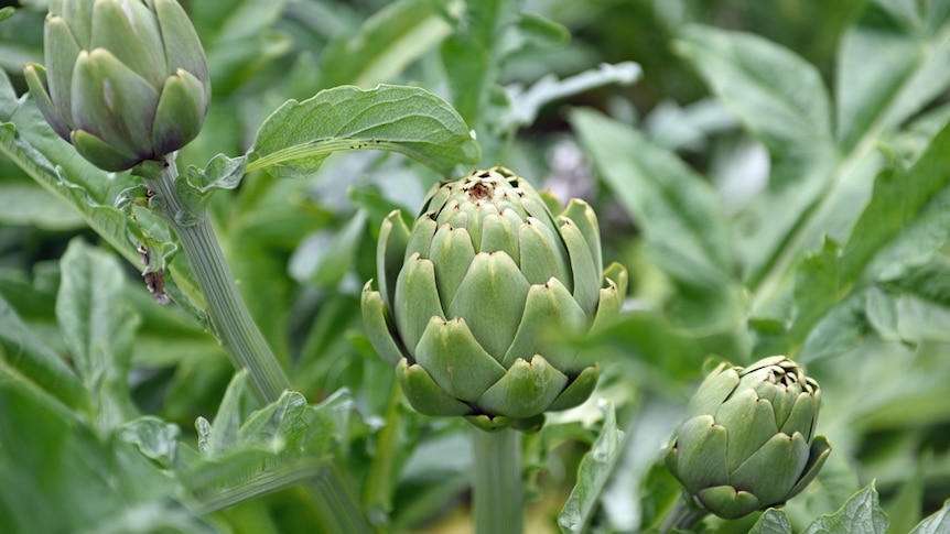 Globe artichoke plant.