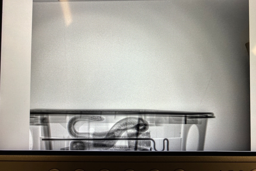 A snake in a closed box is put through an x-ray machine