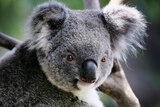 A Koala climbs a tree.