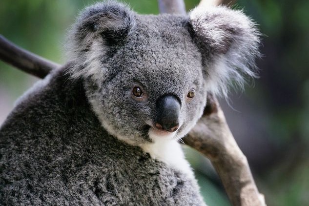 A Koala climbs a tree.