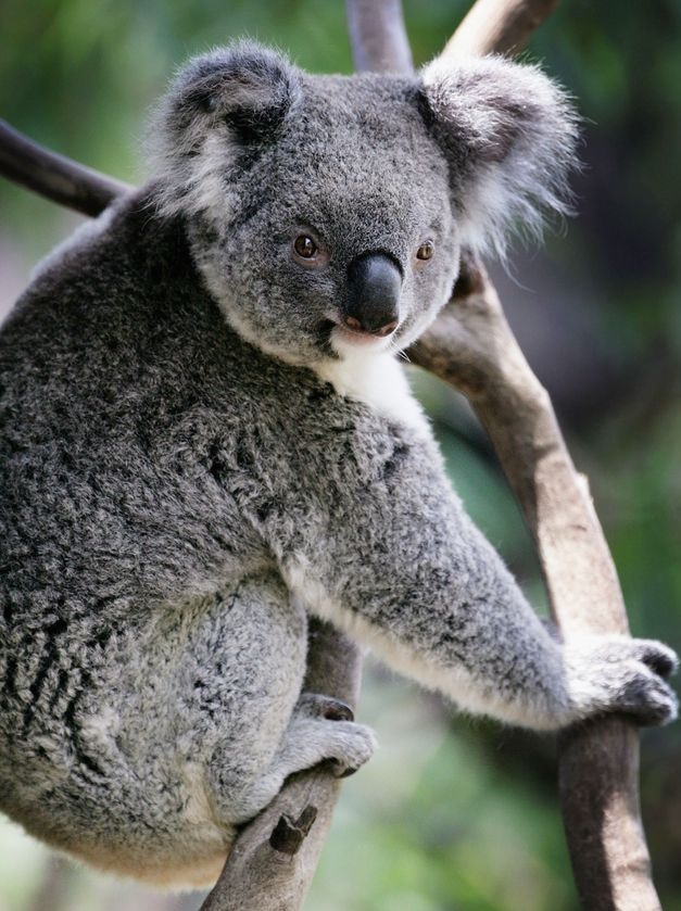 A koala climbs a tree