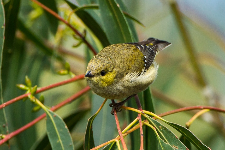 Forty-spotted pardalote
