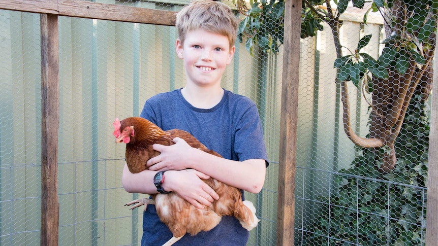 Boy holding hen inside chicken run