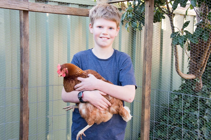 Boy holding hen inside chicken run