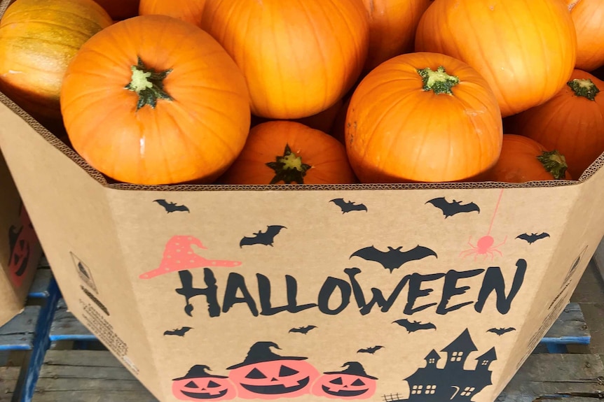 Box of Halloween pumpkins